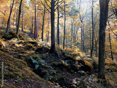 sunlit woodland in early autumn with mixed forest trees with golden fall coloured leaves on a rocky fern strewn hillside © Philip J Openshaw 