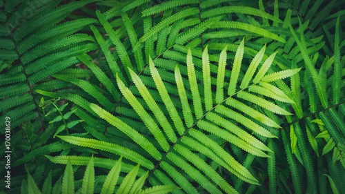Tropical nature green leaf texture abstract background.