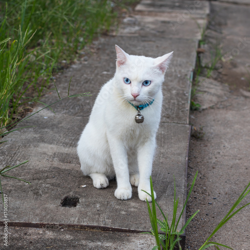 White cat sits staring. © kaentian