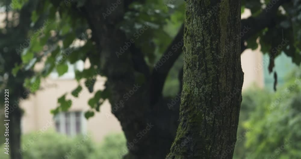 Slow motion handheld pan of linden tree under rain closeup Slow motion handheld pan of linden tree under rain closeup