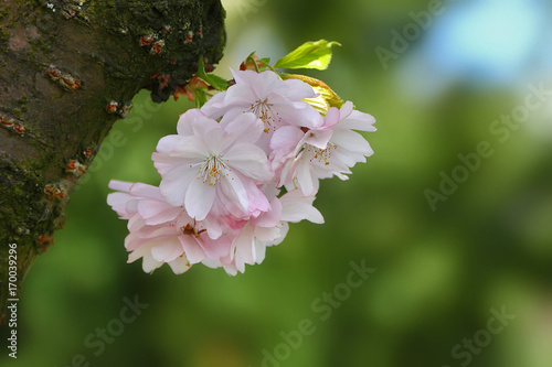 Blooming sakura or cherry. Pink flowers on a tree trunk in early spring.