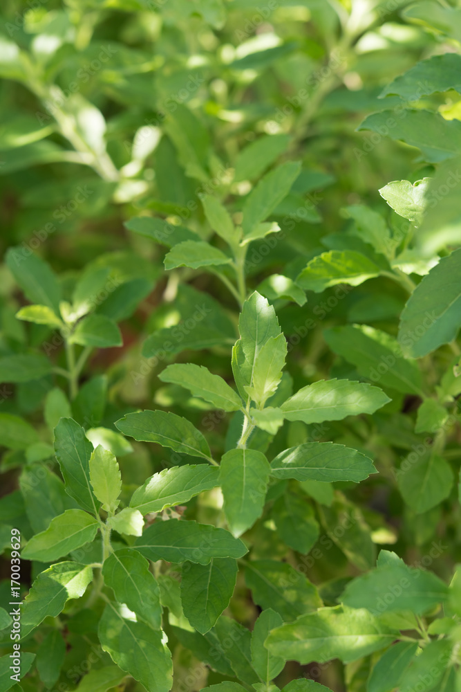 Obraz premium Holy basil,Ocimum sanctum in green garden background,useful for Thai herbs,spices and food ingredient
