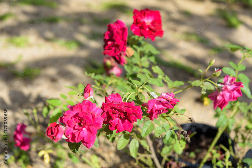 Close up beautiful red roses pollen in garden outdoor green background Close up beautiful red roses pollen in garden outdoor green background