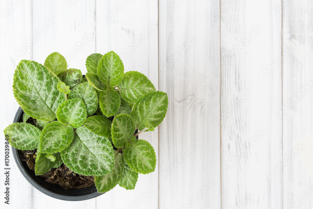 Flat lat design green plant on wood table,top view Flat lat design green plant on wood table,top view