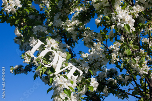 Foto Branch with white apple blossoms against the blue sky with the word love