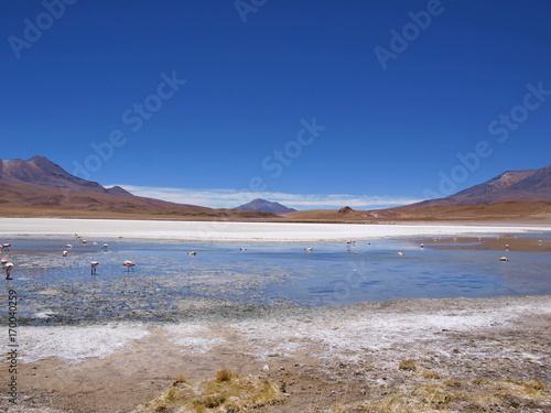 flamingo altiplano bolivia