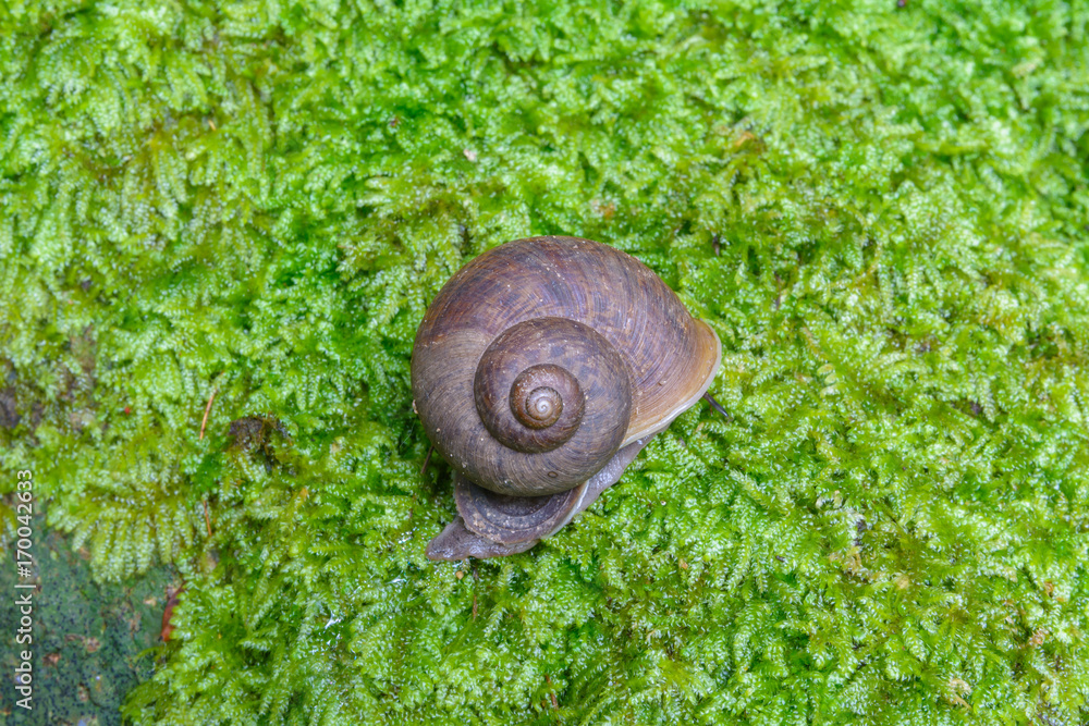 Brown snail on green mos background in forest at Thailand Brown snail on green mos background in forest at Thailand
