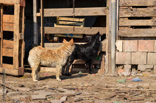 two shepherd dogs in a rural yard