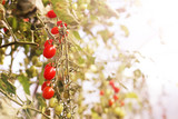 Tomatoes ripening in a greenhouse, small and red vegetables