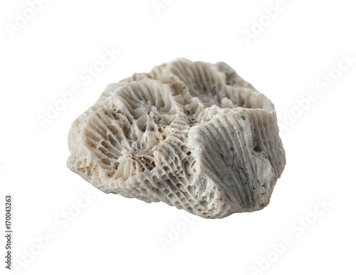 white natural coral isolated on white background