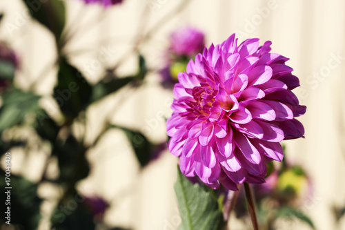 Fototapeta Naklejka Na Ścianę i Meble -  the flower Dahlia in the garden, summer time