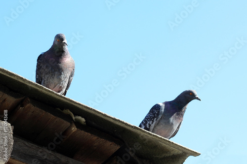 two doves on a wooden roof, view from below