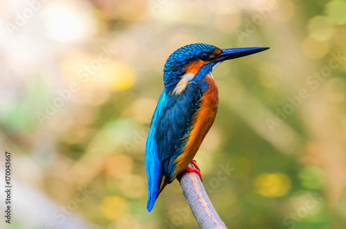 Common kingfisher