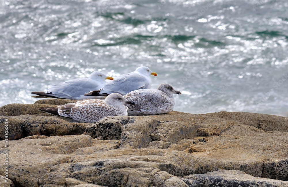 Obraz premium Une famille de Goelands attend sur un gros rocher