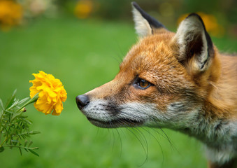 Wandcirkels Vos Rode vos snuffelt aan goudsbloem  © giedriius