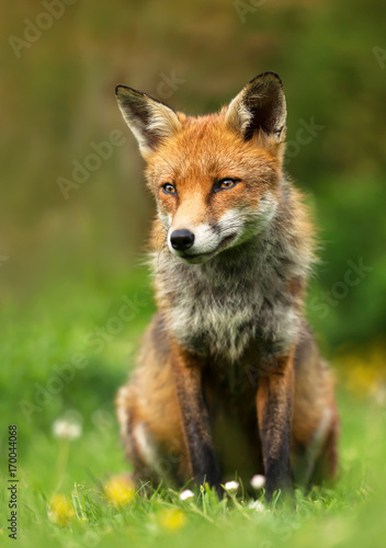 Wild male red fox sitting in the flowery meadow in summer, UK © giedriius