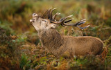 Red deer male roaring during the rutting season in the field of ferns, autumn in UK