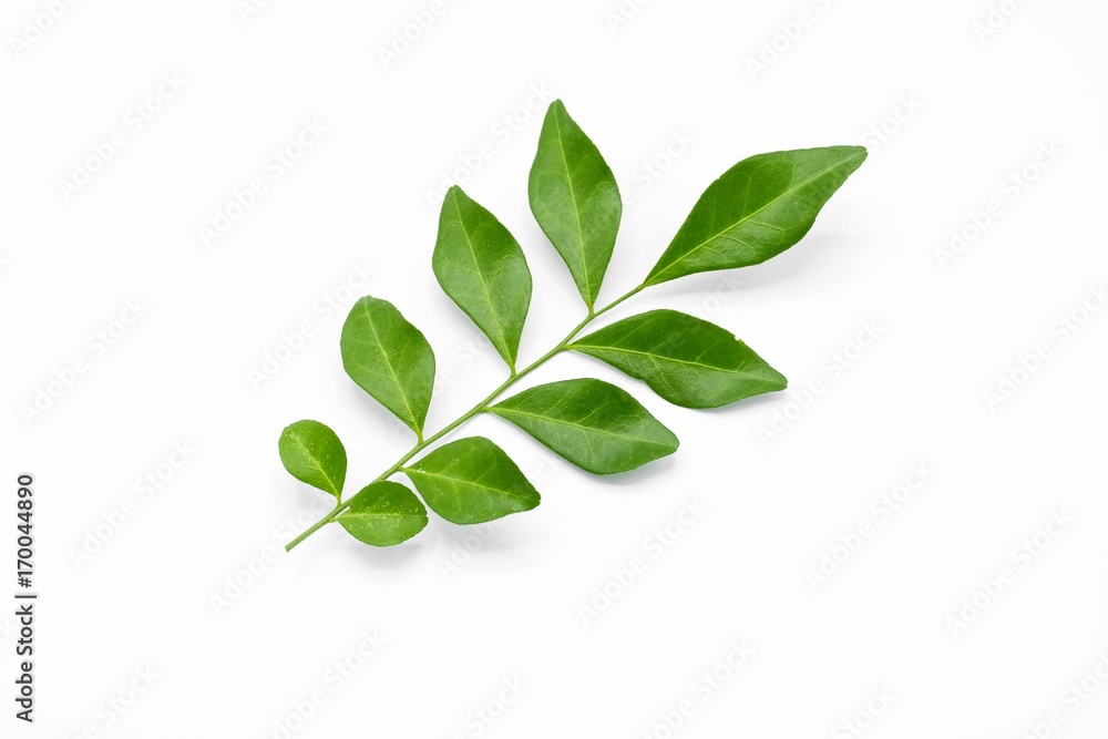 Fototapeta premium Gałązka z zielonych liści na białym tle