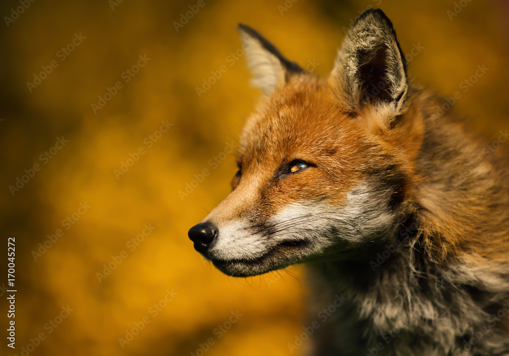 Fototapeta premium Isolated close up of an adult red fox portrait against colorful background, UK