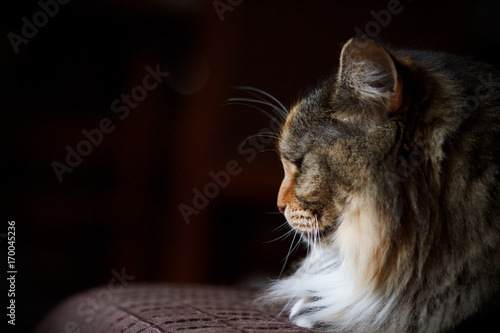 Cat view in profile on the couch. Portrait of a cat close-up.