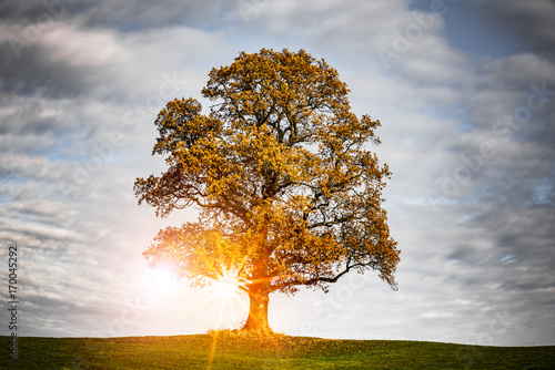 Eiche im Herbst