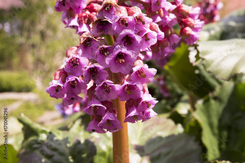 Bergenia cordifolia ornamental spring flower in bloom photo