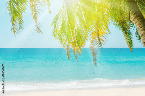 Tropical palm tree on beach background.