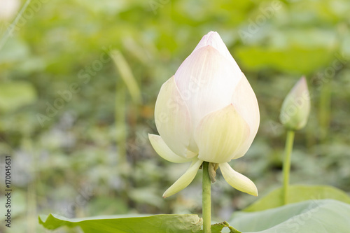 lotus flower color pink  style image blur.