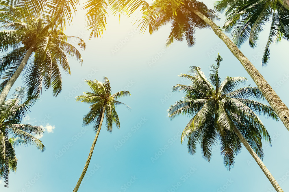 Fototapeta Copy space of tropical palm tree with sun light on sky background.