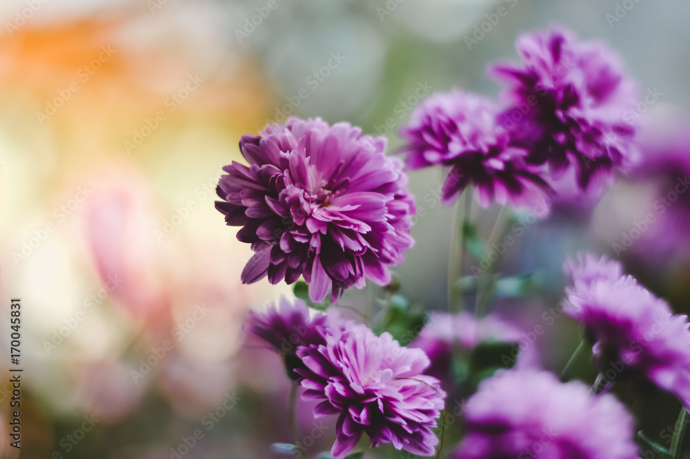 flower flower