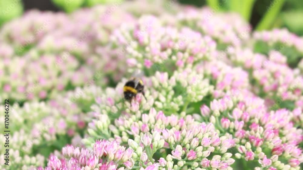 Bumblebee collects nectar on flowers on a summer sunny day Bumblebee collects nectar on flowers on a summer sunny day
