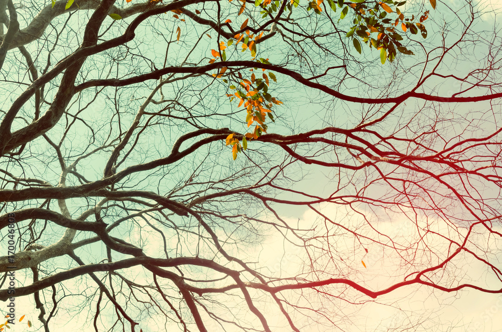 Nature autumn tree branch on sky abstract background. Nature autumn tree branch on sky abstract background.
