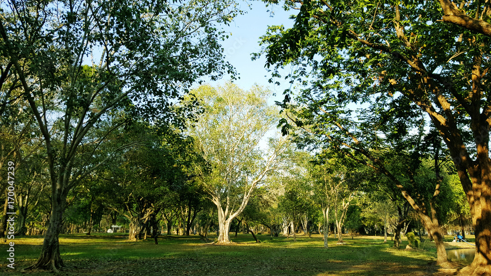 Obraz premium Green trees during the morning sunrise in the park.