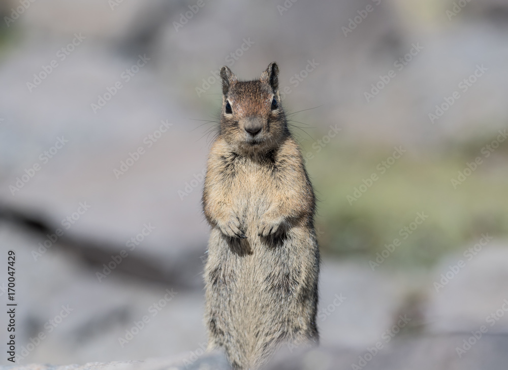 Obraz premium Ground Squirrel Stands To Look at Camera