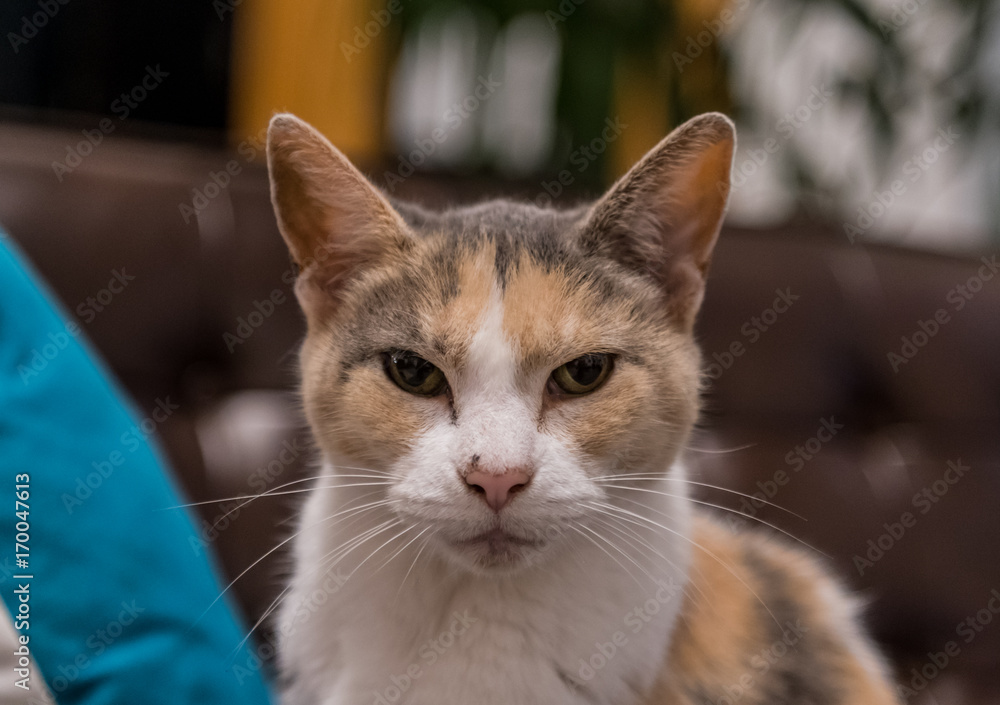 Grumpy Old Cat Stares at Camera