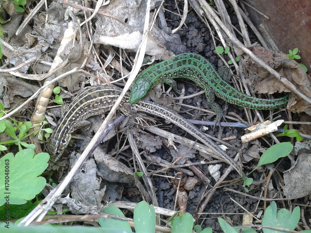 green and gray lizards green and gray lizards