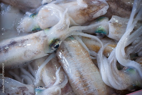 Squid fresh market photo