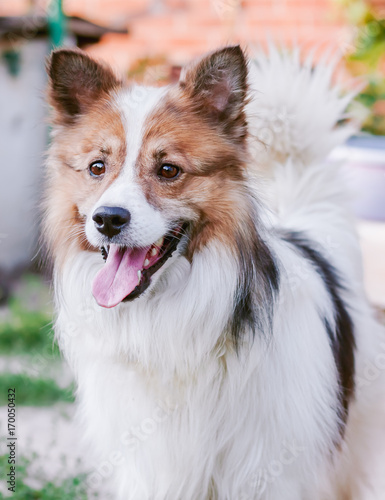 Fototapeta Naklejka Na Ścianę i Meble -  Close-up portrait of a smiling havanese dog