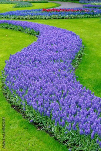 Flowerbed with tulips and hyacinths