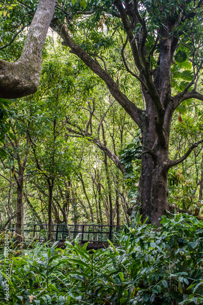 Naklejka premium Iao Valley Brdige 5