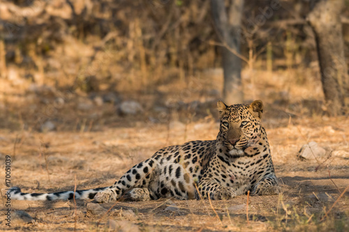 An aggressive male leopard of Jhalana forest Reserve of Jaipur resting in early morning light.