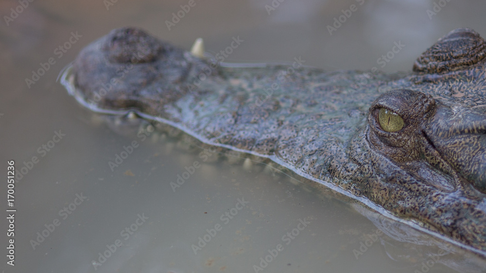Obraz premium crocodile Closeup eye