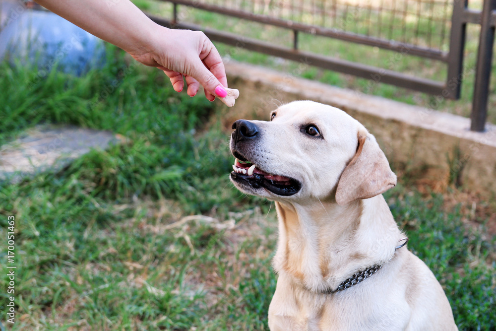 Owner feed dog. The hand of the owner of feeding their dog in the garden. A yellow labrador retriever dog with their female owners outside in a garden. People with pet, woman with dog. Pet concept.