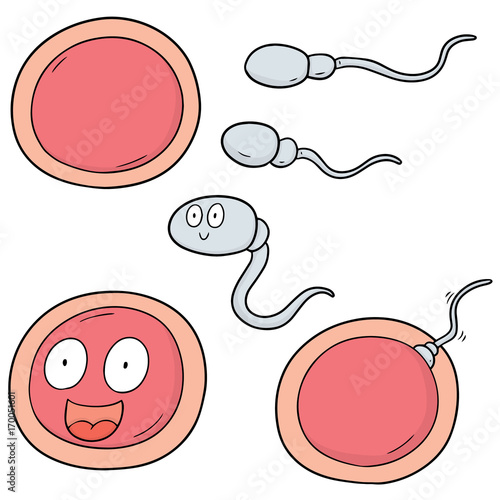 vector set of sperm and egg