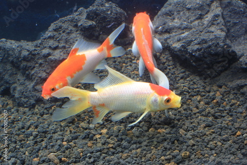 koi fish photo