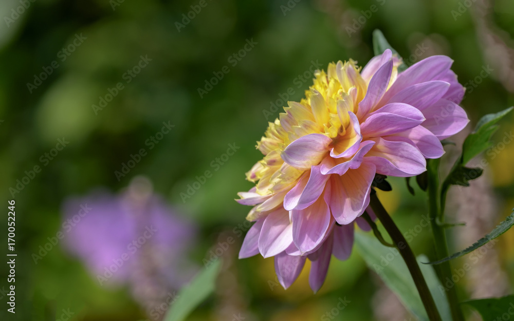 Fototapeta premium Dahlie (Dahlia)