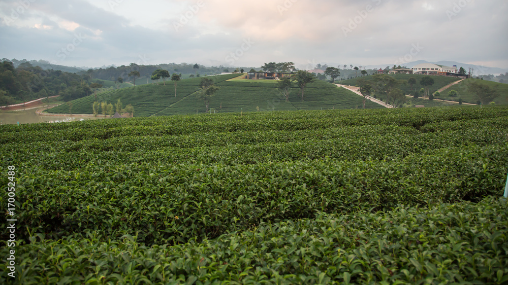Tea Plantation,tea leaves