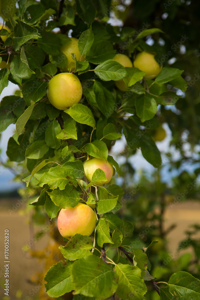 A beautiful natural apples hanging in the apple tree in the end of summer. Countryside landscape in orchard.