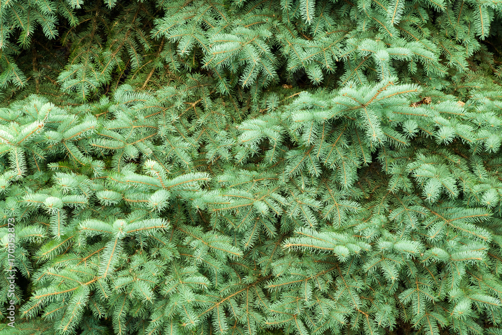 an close up from an conifer an close up from an conifer