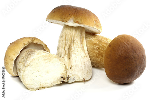 porcini mushrooms fresh from the forest isolated on white background